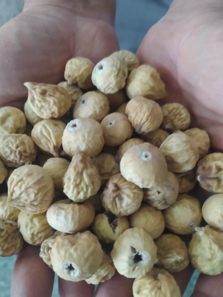 تصویر 1 از فروش انجیر مرغوب شرکت آسا + قیمت منصفانه